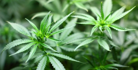 Infarmed autoriza utilização de medicamentos à base de canábis no tratamento da hepatite C
