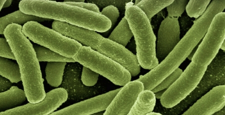 Estudo liderado por português descobre quase duas mil bactérias nos intestinos até agora desconhecidas