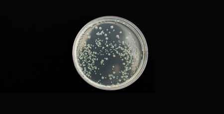 Transferência horizontal de genes entre bactérias é fundamental para equilíbrio nos intestinos